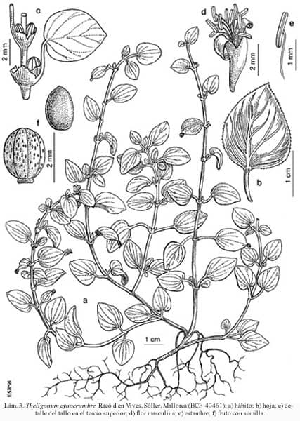Imagen de Theligonum cynocrambe L.