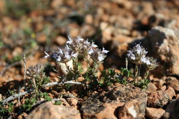 Imagen de Thymus mastigophorus Lacaita ??