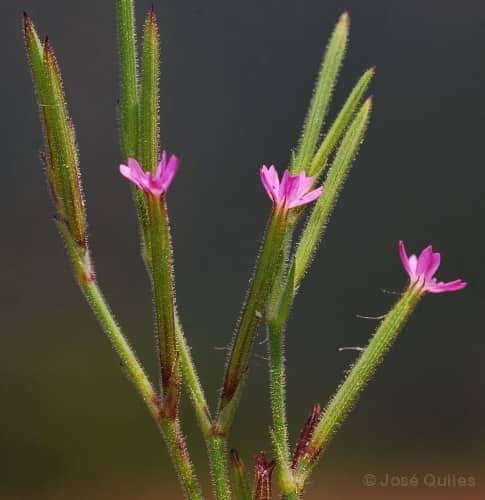 Imagen de Velezia rigida Loefl. ex L.