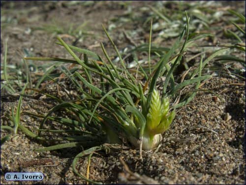 foto A. Ivorra