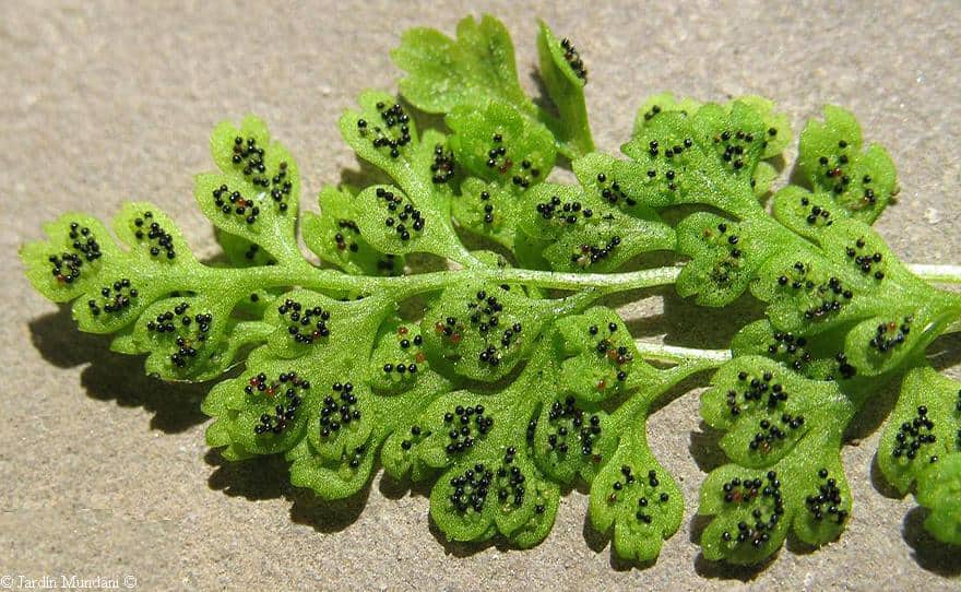 Imagen de Anogramma leptophylla (L.) Reichenb. fil