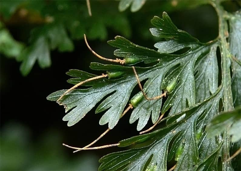 Imagen de Vandenboschia speciosa (Willd.) Kunkel