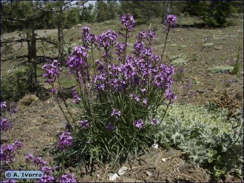 Imagen de Erysimum baeticum (Heyw.) Polatsch.