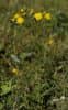 Imagen de Hieracium sabaudum L.