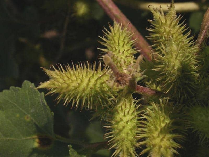 Imagen de Xantium echinatum Murray