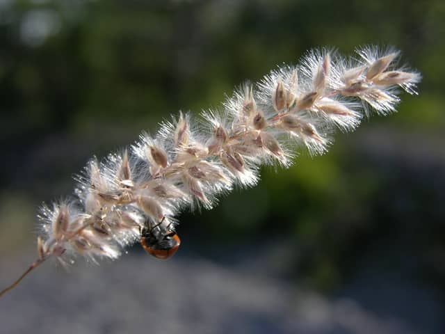 Imagen de Melica ciliata L.