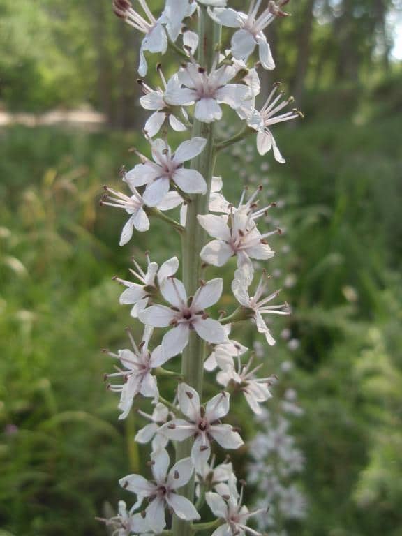 Imagen de Lysimachia ephemerum L.