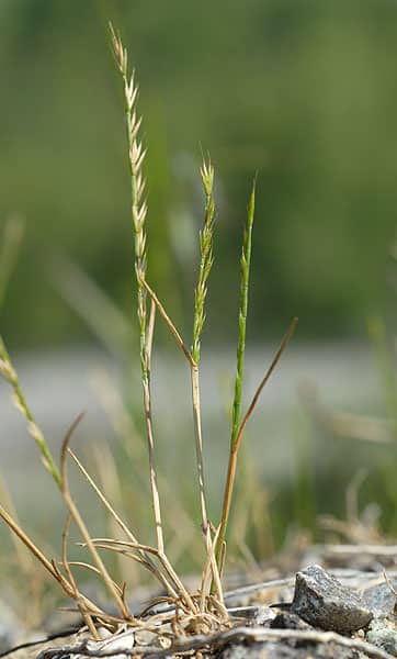 Imagen de Vulpia unilateralis (L.) Stace