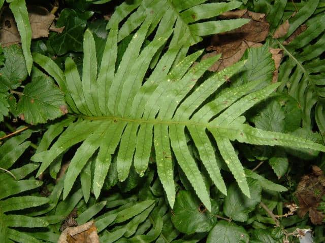 Imagen de Polypodium vulgare L.