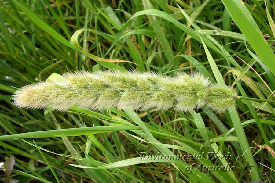 Imagen de Polypogon monspeliensis (L.) Desf