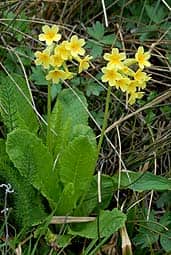 Imagen de Primula elatior (L:) L. subsp. lofthousei (Hessl-Harr) W.W Sm. & Fletcher