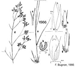 Imagen de Deschampsia media (Hudson) Hackel