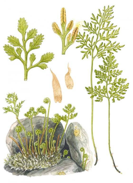 Imagen de Cryptogramma crispa (L.) R. Br. ex Hook.